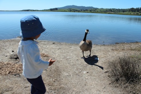 An aggressive goose coming toward us; I had to hold Bpoo back from her urge pet it!