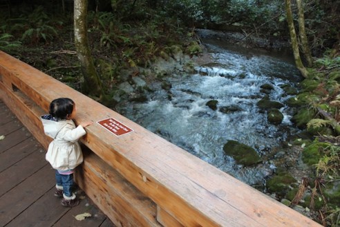 Bpoo attempting to view the creek