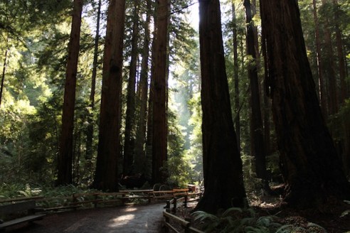 Hundreds of years of age, and hundreds of feet all.