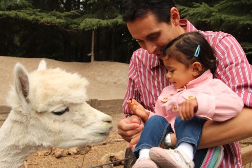Feeding the alpaca that cared only for pellets