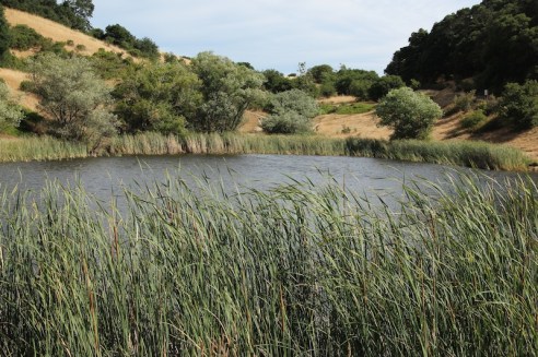 The small pond, stocked with fish for anyone interested in fishing with their little ones.